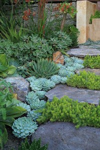 Drought Tolerant Green Gardens