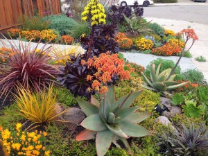 Drought Tolerant Landscapes