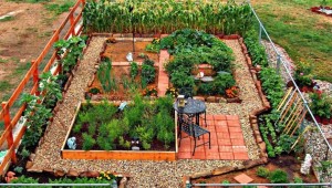 vegetable gardens